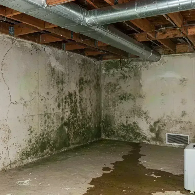 Professional Mold Removal in Exmore, VA